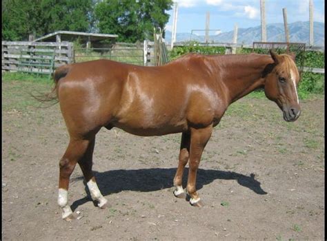 He is a coming 4 year old stallion View Details Stud Fee 400 Imported Friesian Stallion. . Ksl classifieds horses